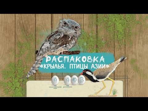 Крылья. Птицы Азии (Wingspan. Asia) - Распаковка настольной игры